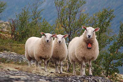 Schafe auf dem Fjell